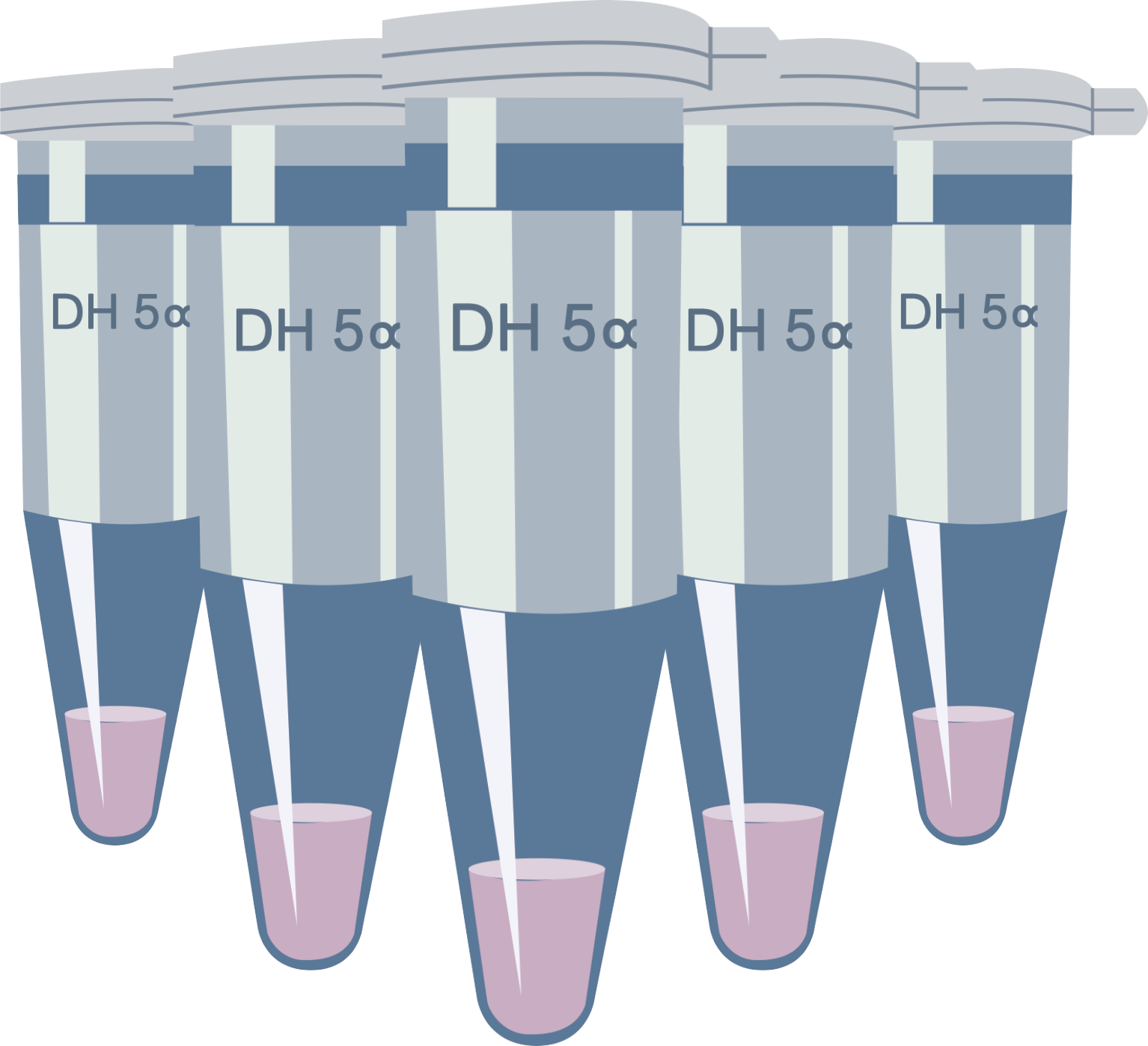 高效感受态细胞